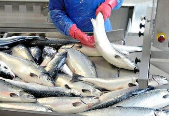 Соңғы үш жылда балықты қолдан өсіру көлемі екі есеге артты