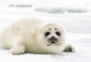 Қазақстан аумағында 300-ге жуық Каспий итбалығы зардап шеккен