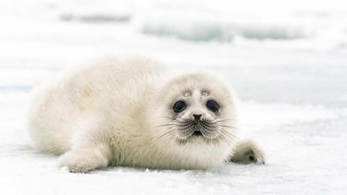  Каспий итбалығын зерттеу және қалпына келтіру орталығының баспасөз хатшылығы 
