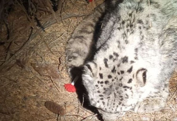 Іле Алатауы ұлттық паркі барысты құтқарды