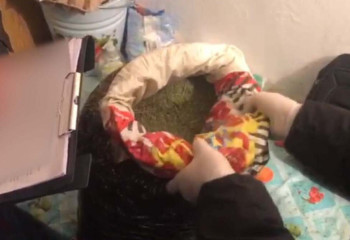 Түркістан облысында 10 келіге жуық марихуана тәркіленді