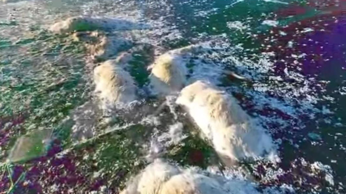 Туши замерзших в реке сайгаков обнаружили в ЗКО