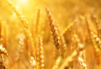 Ауыл шаруашылығында 21 млн тонна астық жиналды – Әлихан Смайылов