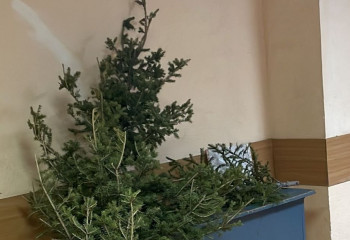 Мужчину срубившего елки в центре Караганды задержали