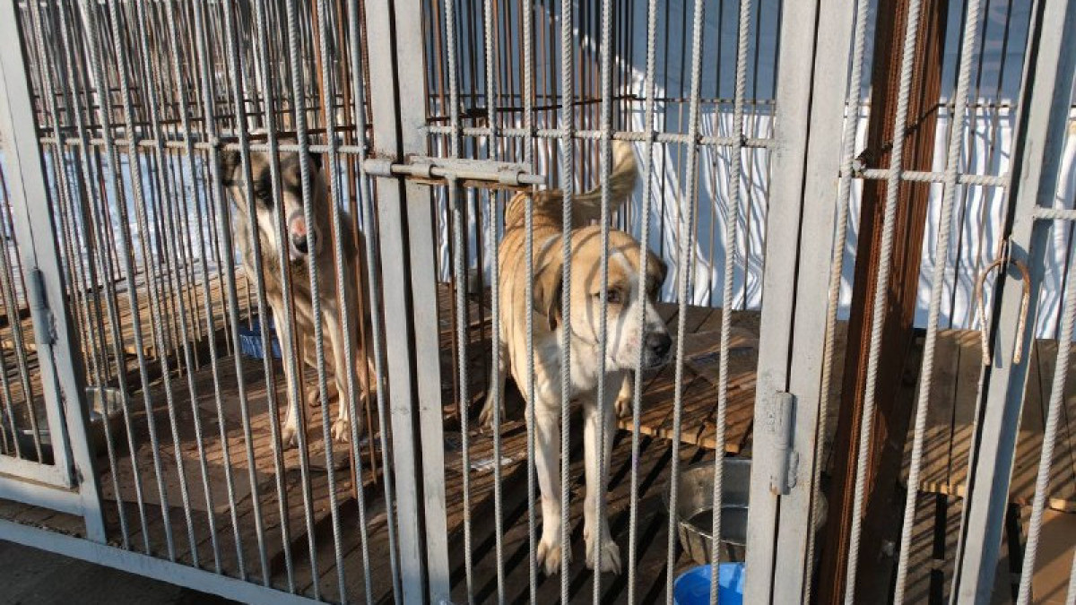 Отловленных с улиц Алматы собак чипируют и отпускают