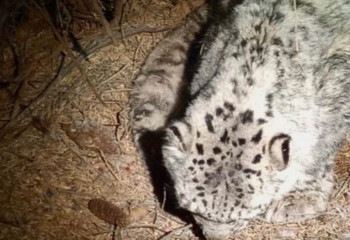 Снежный барс умер в Алматинском зоопарке