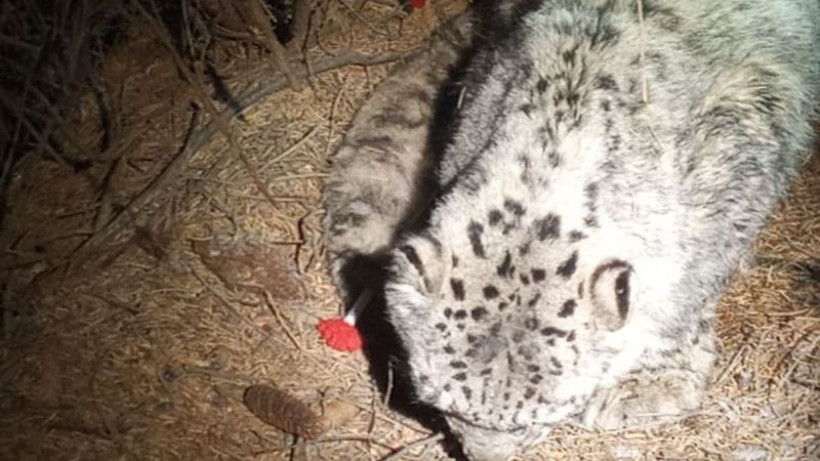  Instagram/ile_alatau_nationalpark 