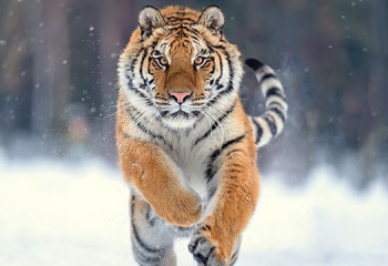 Алматылық әріптестері Қарағанды зообағына жолбарыс сыйлады