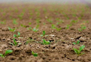 Еліміздің қызылша өсірушілері өңдеуге 280 мың тоннадан астам өнім тапсырды