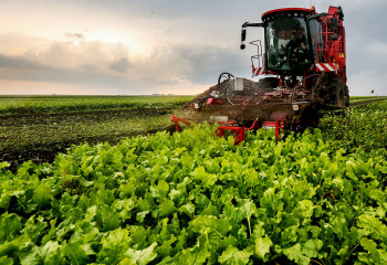 Более 280 тысяч тонн сахарной свеклы собрали в Казахстане