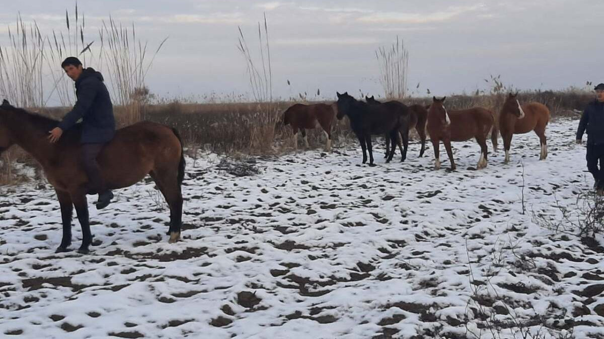 Пропавших лошадей вернули сельчанину в Туркестанской области