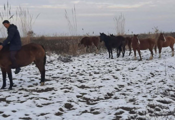 Пропавших лошадей вернули сельчанину в Туркестанской области