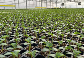 Оңтүстікте алдағы жылы мемлекеттік қолдау жүйесі қалай өзгеретіні түсіндірілді