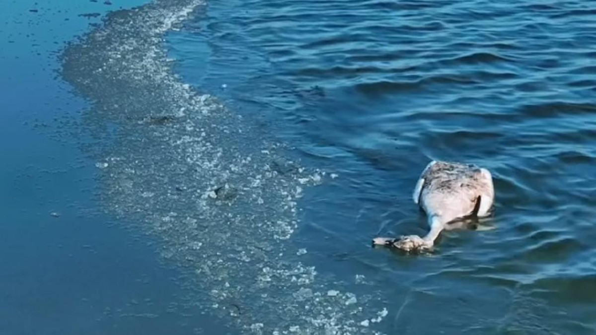 У погибших лебедей в Мангистау обнаружен птичий грипп
