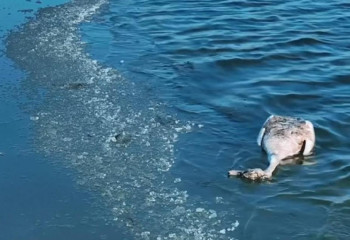 У погибших лебедей в Мангистау обнаружен птичий грипп