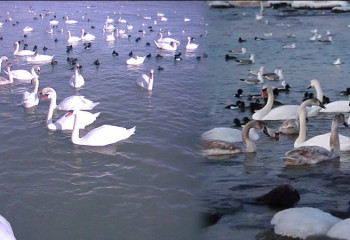 Маңғыстауда аққулардың жаппай қырылуына құс тұмауы себеп болған