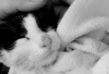 В Актау мужчина получил срок за убийство кошки