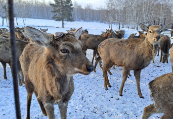 Фоторепортаж: пейзажи зимнего Бурабая