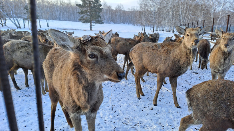  Чингиз Майсеит 