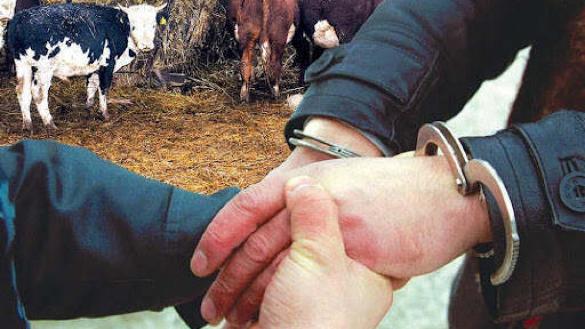 Скот на 110 млн тенге украли у жителя Жамбылской области