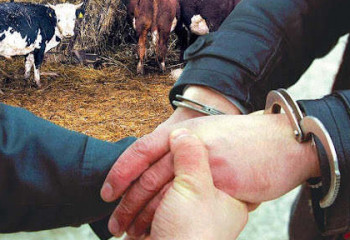 Скот на 110 млн тенге украли у жителя Жамбылской области