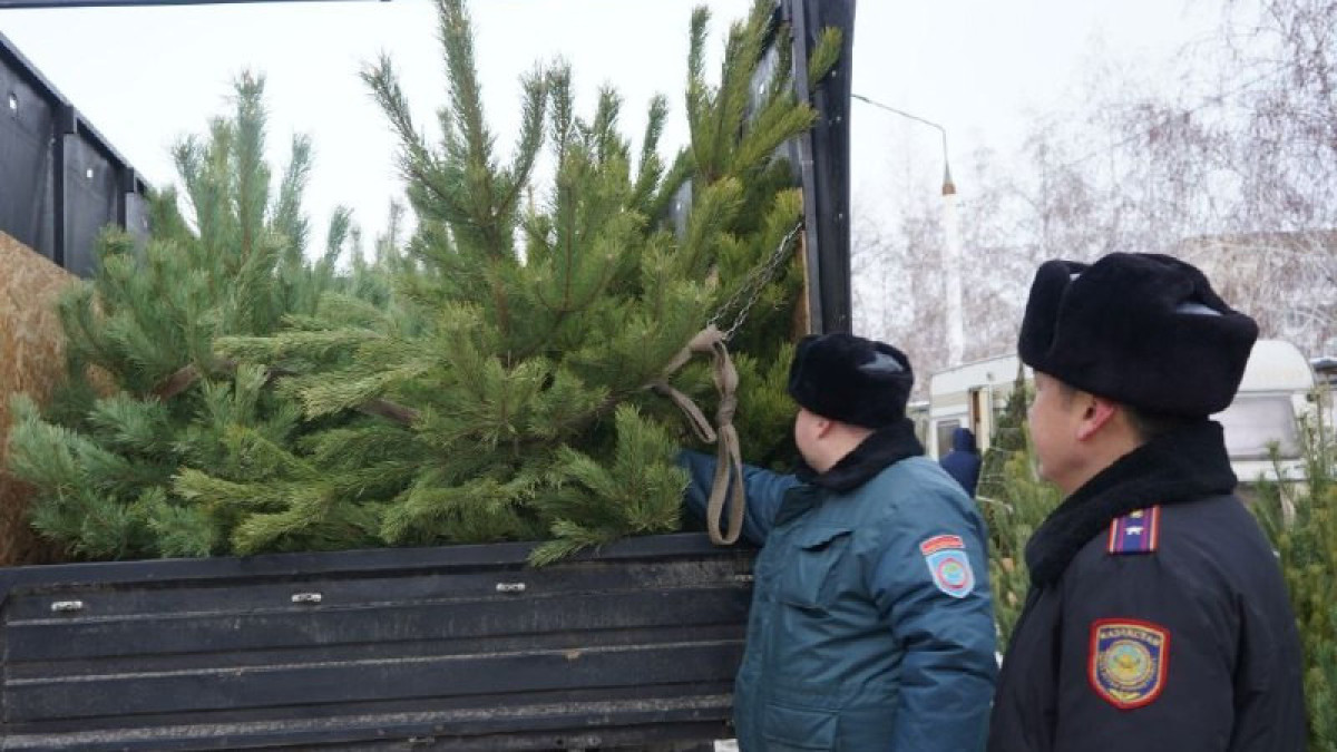 Елки вне закона: полиция ловит нарушителей, вырубающих хвойные деревья
