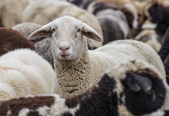 Ауыл шаруашылығы жануарларын елден әкетудің жаңа ережелері іске қосылады