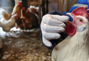 В Чехии зафиксирована крупнейшая вспышка птичьего гриппа