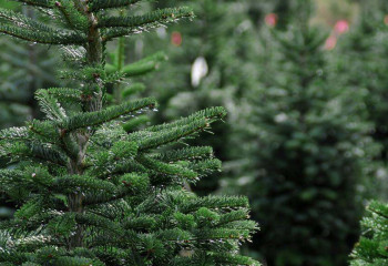 2,5 тысячи хвойных деревьев изъято у правонарушителей в Казахстане