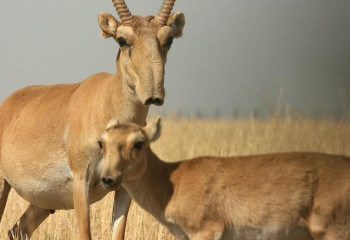 Киіктерді атуға мораторий 2024 жылға дейін ұзартылды