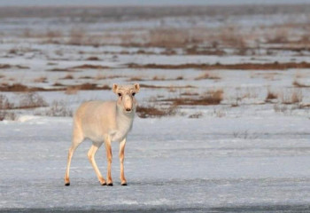 До 2024 года продлен мораторий на использование сайгаков в Казахстане