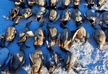 Астанада отызға жуық үйректі заңсыз атқан браконьерлер ұсталды