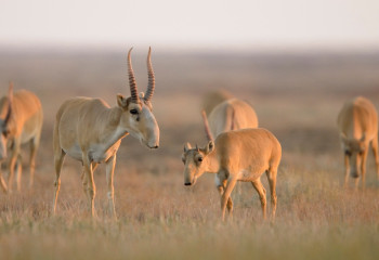 В Казахстане растет численность сайгаков