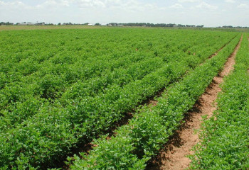 Запущена в работу интерактивная карта сельхозземель Казахстана