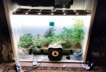 Квартиру под теплицу для выращивания конопли приспособил павлодарец