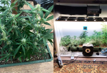 Павлодар тұрғыны пәтерінде қарасора өсірген