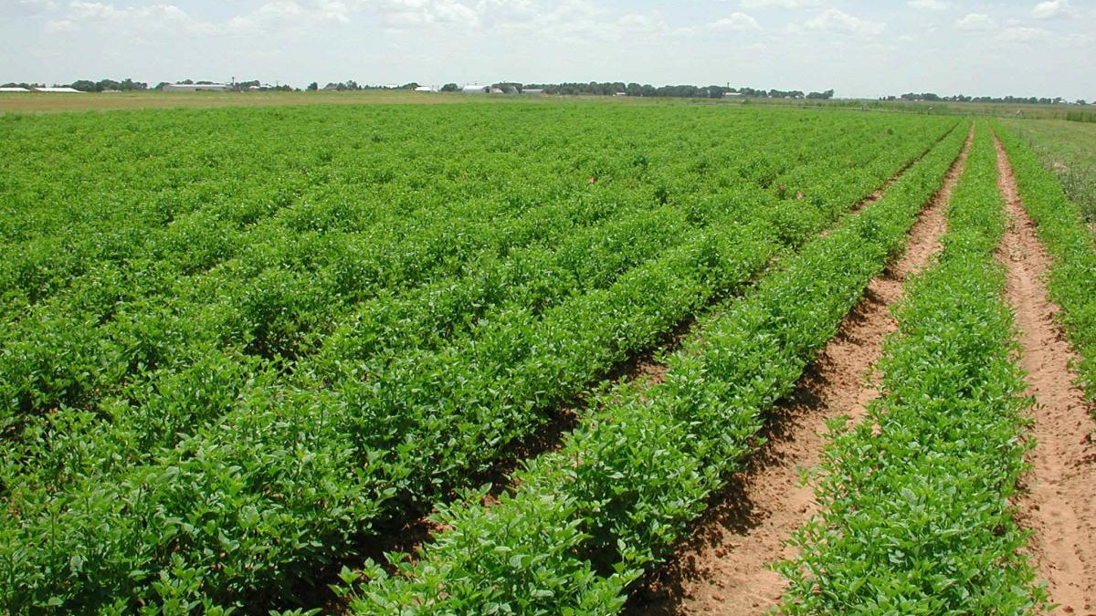  Министерство сельского хозяйства 