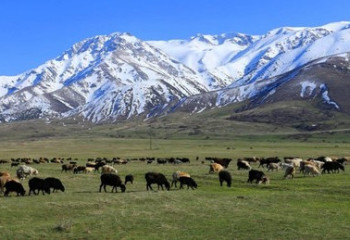 В КоАП РК предусматривается ответственность за незаконное предоставление пастбищ
