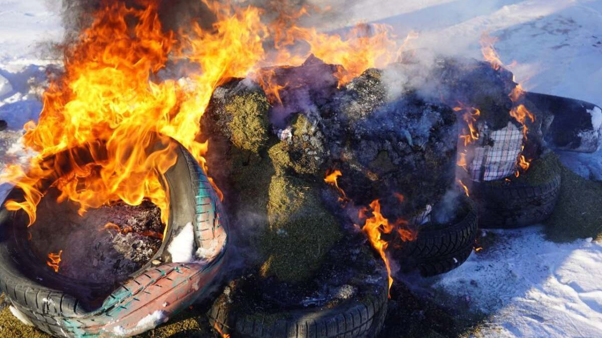 Более 100 кг марихуаны сожгли полицейские в Костанайской области