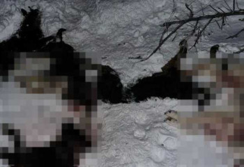 Массовое убийство собак расследуют в Костанайской области