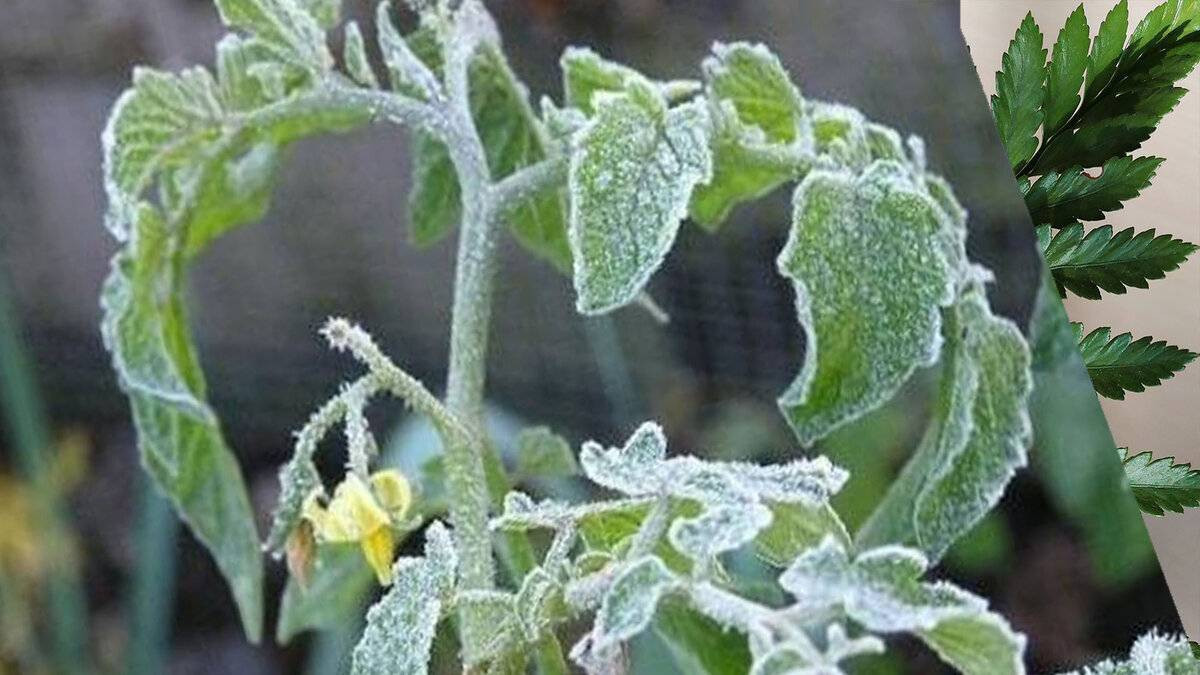 Урожай на юге Казахстана погубили морозы