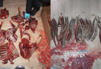 Разделанные туши сайгаков обнаружили в доме жителя Кызылординской области