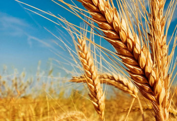 Шетелдіктер Қазақстанды үлкен астық державасы ретінде таниды