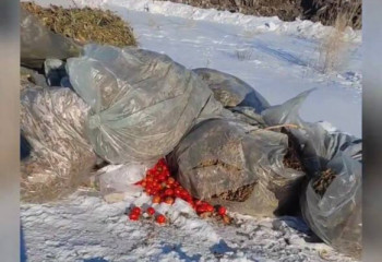 40 тонн гнилых помидоров из теплицы выгрузили в степи Актобе