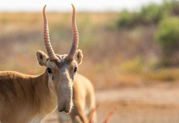 Ақтөбе облысында ауыл тұрғындарынан киік мүйіздері тәркіленді
