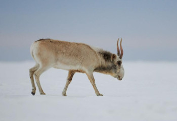 В Казахстане планируют установить лимит на изъятие сайгаков