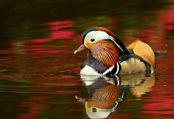 3 тысячи уток уничтожат в Японии из-за вспышки птичьего гриппа