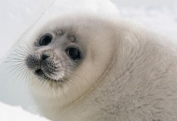 Kazakhstan Center for Study of Seals receives international grant