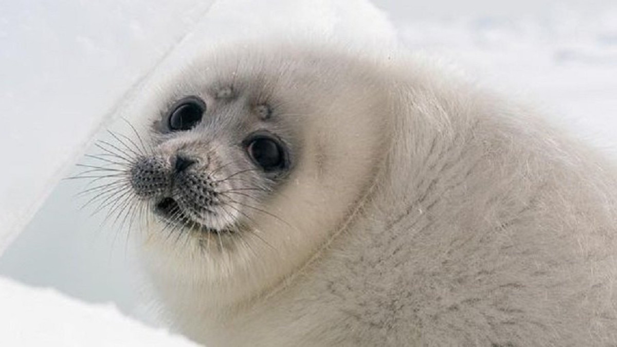  caspiansealrrc 