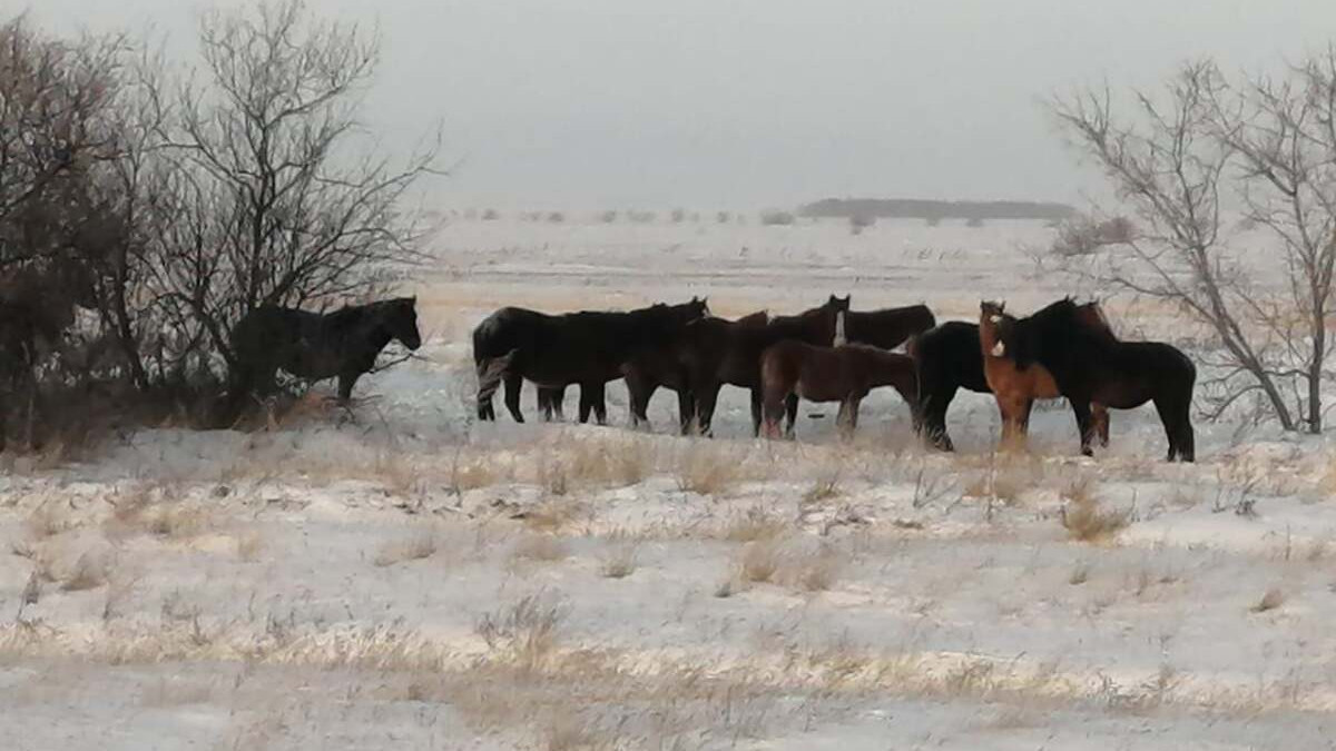 В Павлодарской области оштрафовано 300 владельцев бесхозного скота